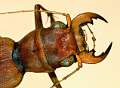 Megacephala klugi